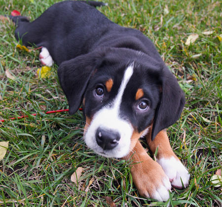Why Won't My Greater Swiss Mountain Dog Listen To Me?
