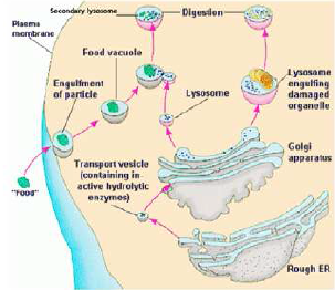 FSc Biology Part 1 XI 11th Chapter 4 The Cell Notes Long Questions fscnotes0