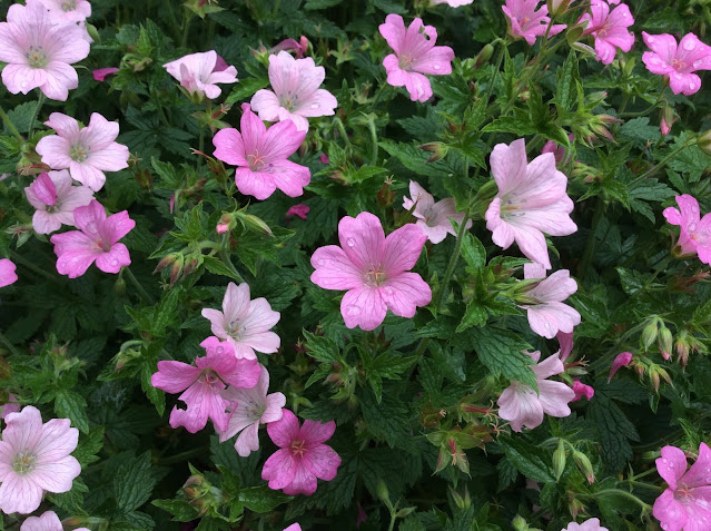 Geranium oxonianum  endressii snoeien