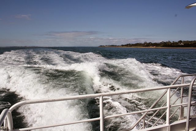 Seal Watching Cruise, Phillip Island