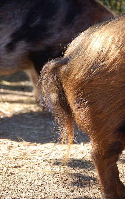 The thigh and long, hairy tail of a small reddish pig.