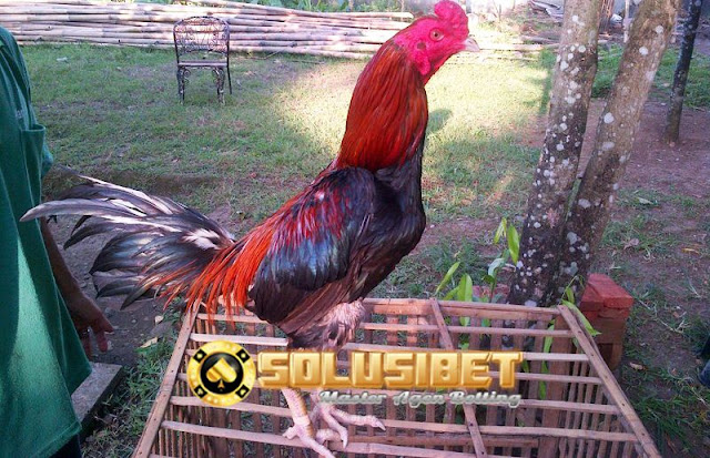 https://www.solusibet.com/sabung-ayam-online.htm