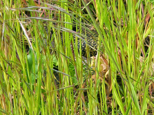 Western Whip Snake, Indre et Loire, France. Photo by Loire Valley Time Travel.