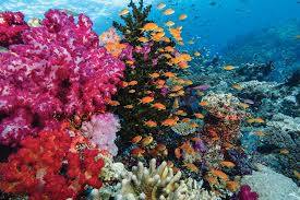 Incredible Barrier Reef