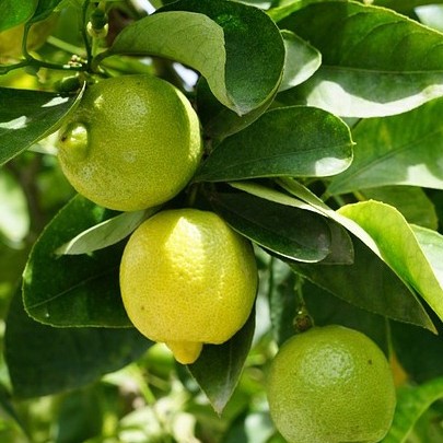 bibit jeruk lemon tanaman buah cepat berbuah kualitas super Jawa Timur