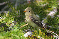 Yellow-bellied Flycatcher – Grands-Jardins National Park, QC – July 20, 2010 – Cephas 