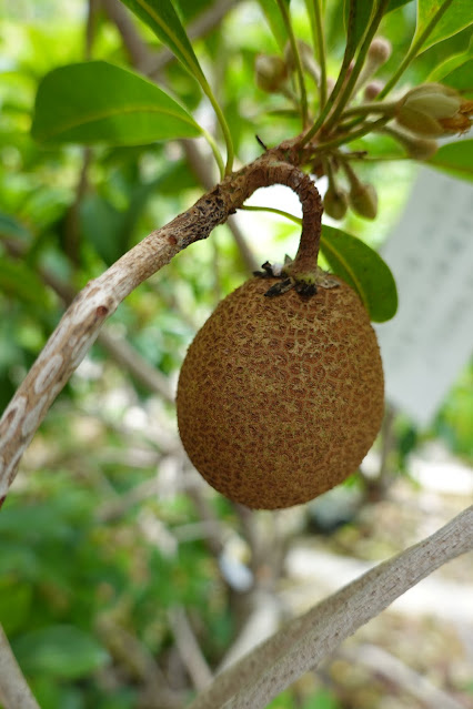 鳥取県西伯郡南部町鶴田　とっとり花回廊　サポジラ