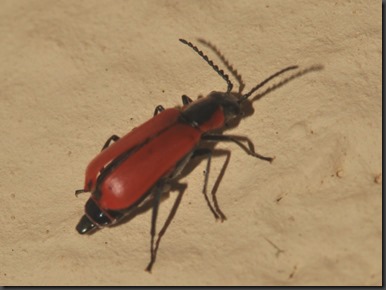 Anthonomus rufus