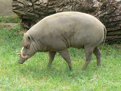 Indonesian Native Animal