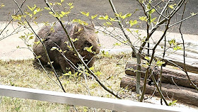 大阪府池田市 五月山動物園 ウォンバット