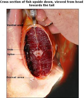 Intravenous Koi Injections