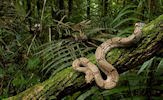 Fotografías de serpientes, vívoras, culebras y ofidios