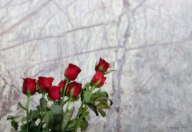A Minimal Art Picture of a Set of 8 Red Roses against the backdrop of a textured Wall with negative space on the sides. Shot via Canon EOS 6D Mark II Camera. 