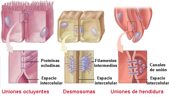 Tipos de uniones intercelulares