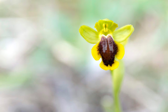 orquidea3