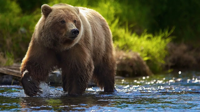 Brown Bear