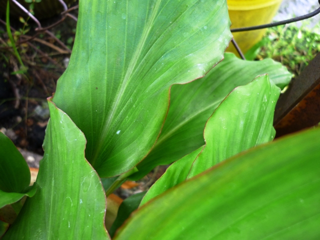 AGEasyGrow Kunyit  Hitam Black Tumeric 