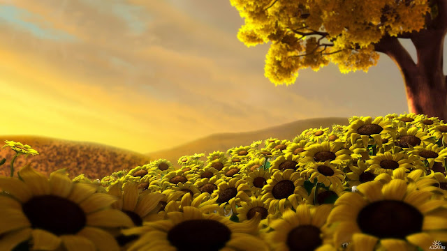 Yellow Beauty Nature HD Wallpaper