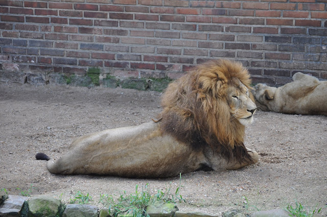 Zoo de Sapucaia