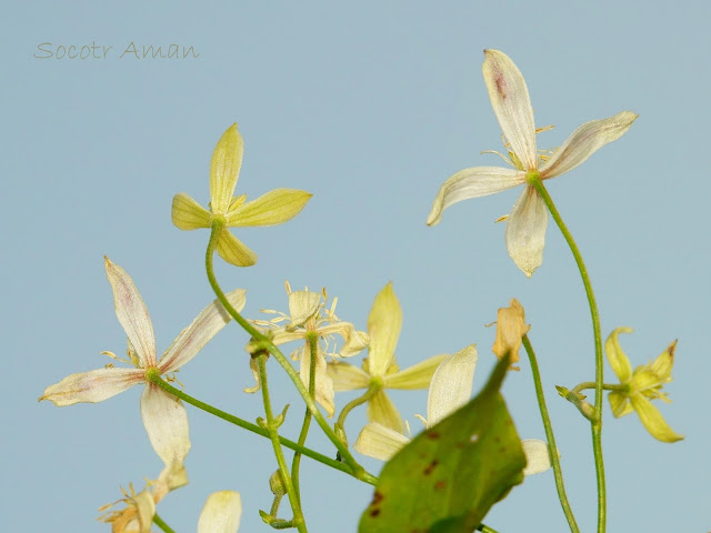 Clematis terniflora