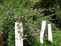 風に揺れ短冊が似合う萩の花