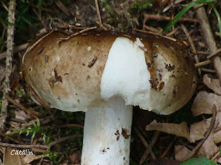 Russula densifolia DSC91752