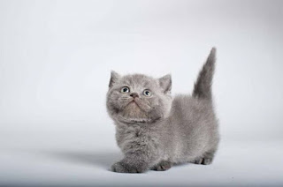Harga Kucing Munchkin Terbaru - Blog Kucing Munchkin