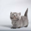 Kucing Munchkin Kitten Harga : Terjual JUAL KUCING PERSIA KITTEN MURAH | KASKUS - Kucing munchkin merupakan kucing lucu dan imut dengan warna bulu lurik yang disukai banyak orang.