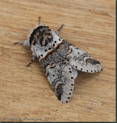 Sallow-Kitten-1
