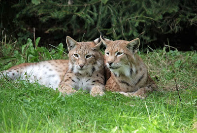 Lynx facts and information