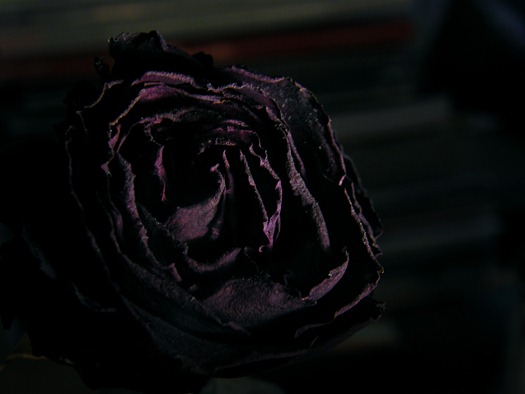DSCF6621b