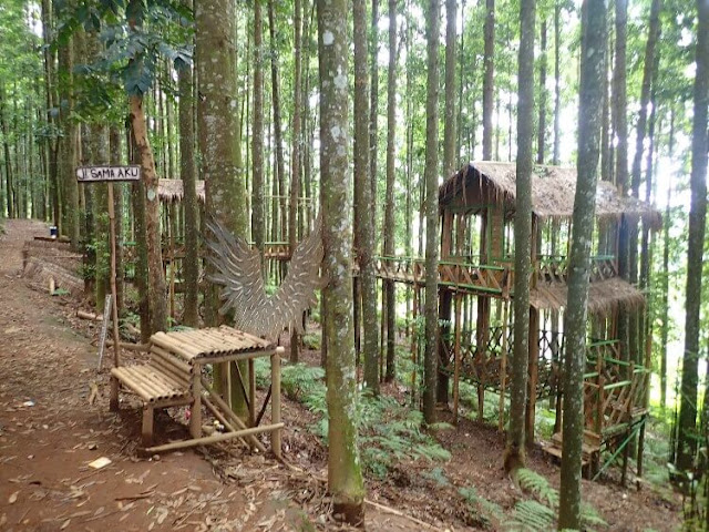 spot instagramable wisata alam hutan damar