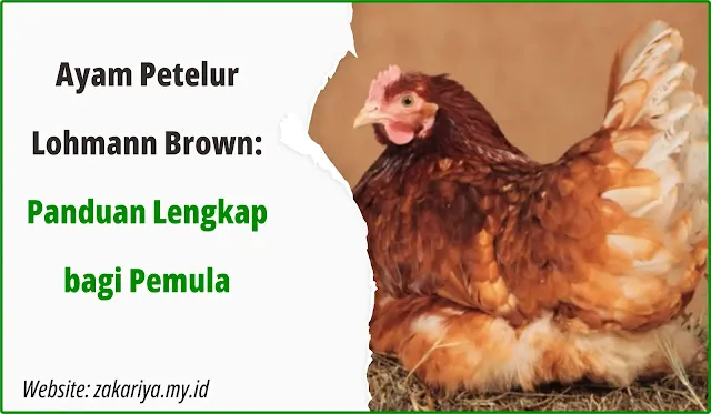 Ayam Petelur Lohmann Brown