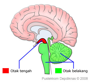 Aktivasi Otak Tengah