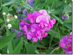 Flowers along Jerry Flat Road