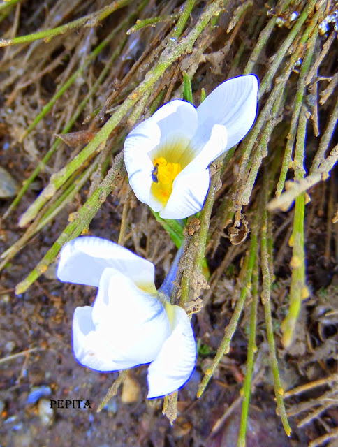 Foto flores Azafrán Blanco en los ventisqueros . Sierra Nevada