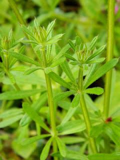 Cleavers, Galium aparine