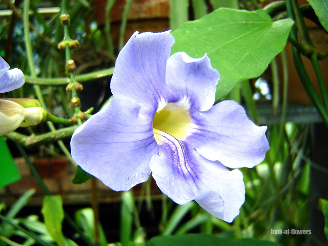 thunbergia grandiflora