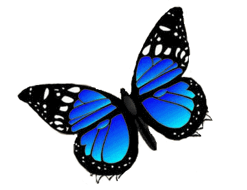 Welcome Butterfly Essence Of Recovery