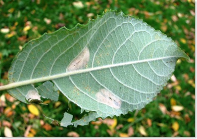 20101104 Wbx 009