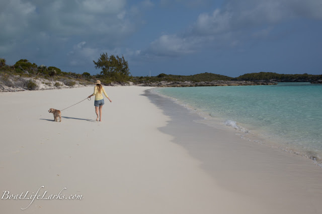 Dog on Moss Cay beach, Exumas, Bahamas