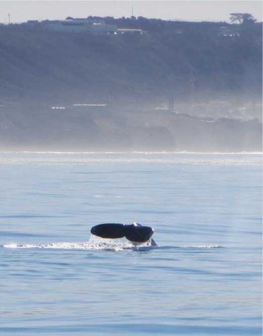 SanDiegoWhaleWatch-51-2014-01-14-15-21.jpg