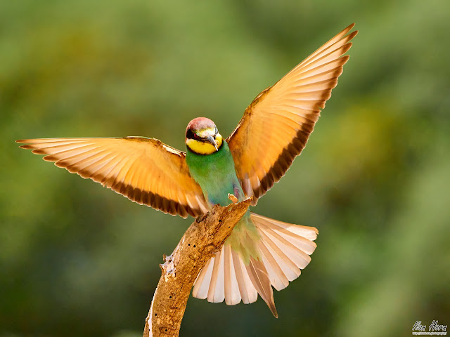 Bee Eater Landing