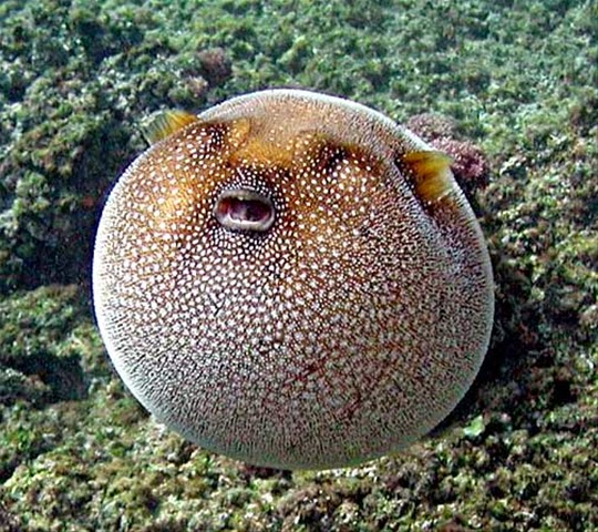 Pufferfish