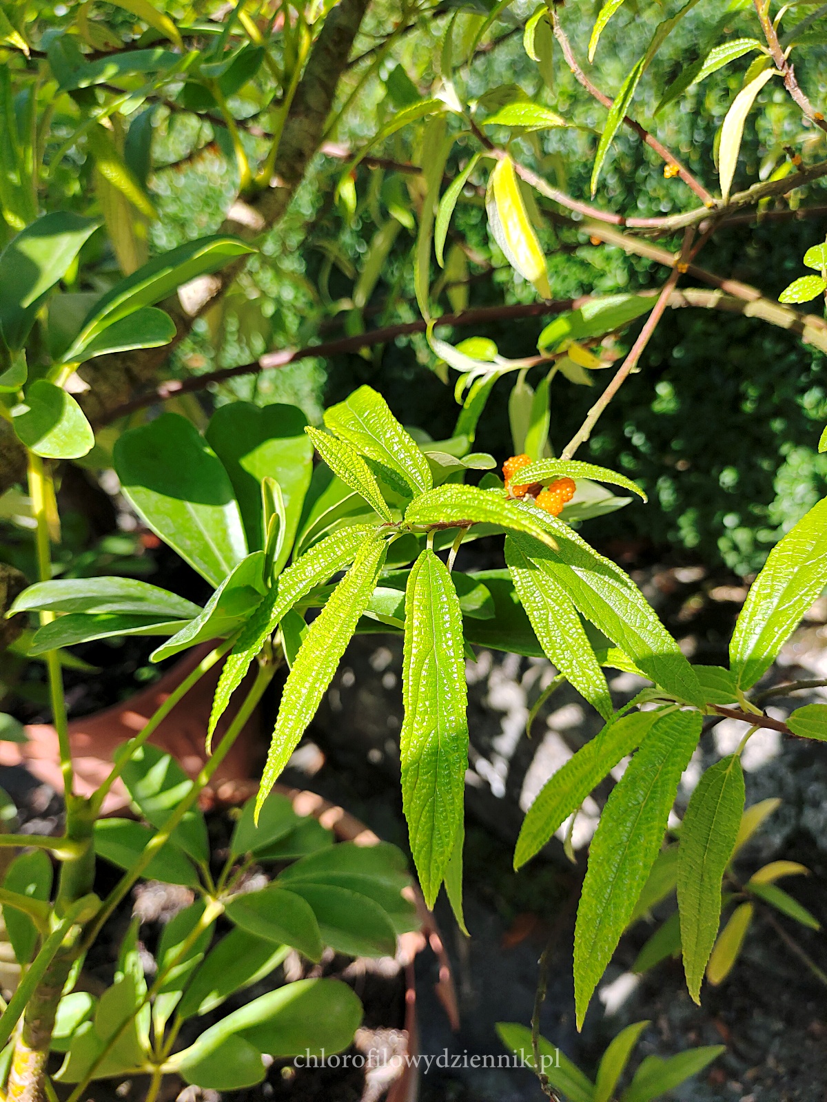 Debregazja jadalna Debregeasia orientalis edulis rosliny jadalne azjatyckie maliny pokrzywy pokrzywa jadalna jak co to gdzie skad opis smak jak smakuje wyglada rosnie rycina mapa wystepowanie opis uprawa