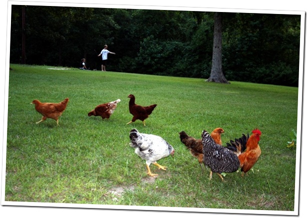 Backyard chickens 2