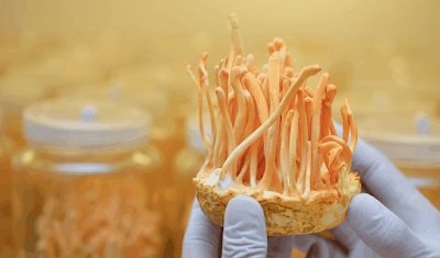 Cordyceps Mushroom Pure Culture Supplier Company in Holy See