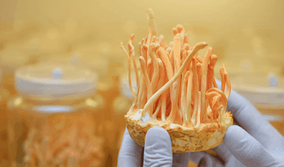 Cordyceps Mushroom Pure Culture Supplier Company in Holy See