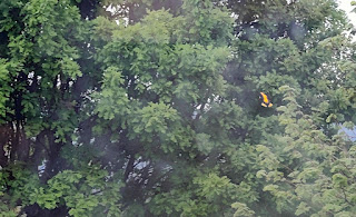 A flash of gold which was the Oriole