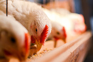 Poultry Farmers Warned of Imminent 50% Bird Mortality Rate Due to Heatwave